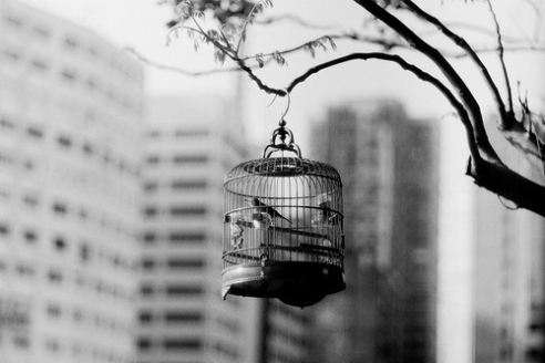 birds-black-and-white-cage-Favim.com-450547